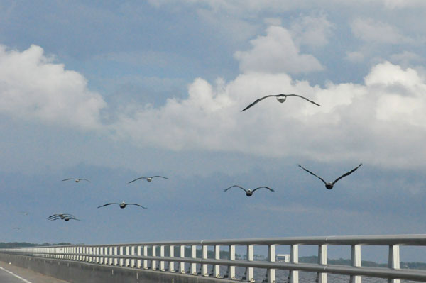 birds flying over the bridge